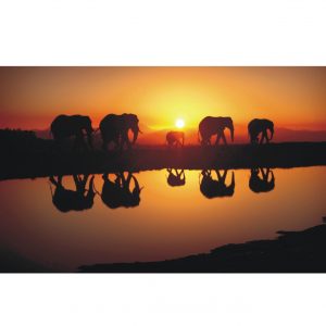 Painel Adesivo Animal Safari Elefantes J107