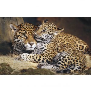 Painel Adesivo Animal Safari Onça Zoo J102