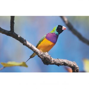 Painel Adesivo Animais Safari Pássaro Zoo J104