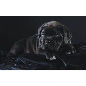 Painel Adesivo Animais Pet Cachorro Dog J64