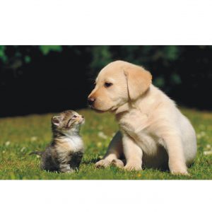 Painel Adesivo Animais Pet Cachorro Dog J97